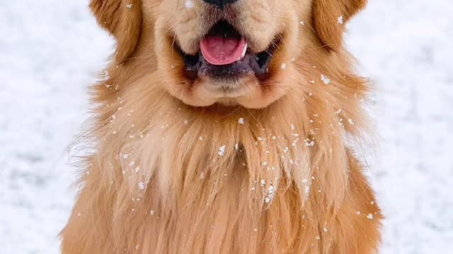 World's cutest dog Images, cutest dog in the world, Top 10 cutest dog breeds in the world #Shorts