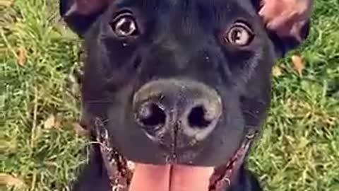 Black dog with his tongue out looks up at owner, wags tail