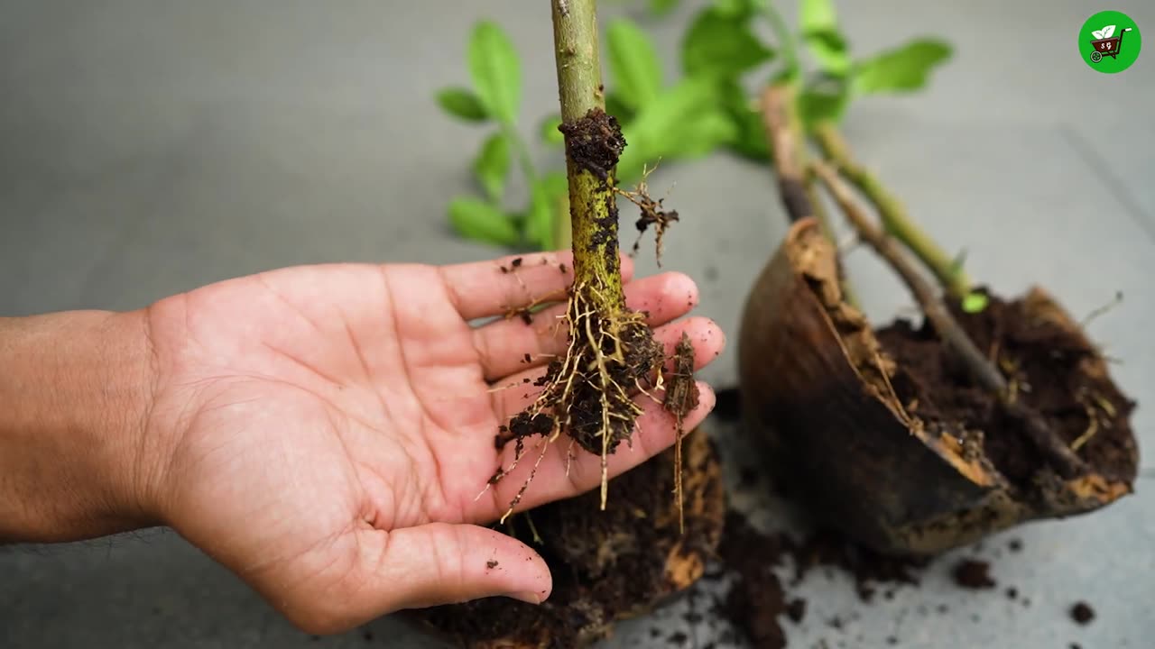 🌿Green Coconut is enough for propagating lemon tree from cuttings! Ready to grow your own lemon tree