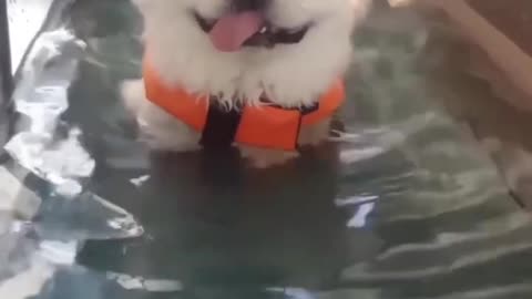 Funny animal videos