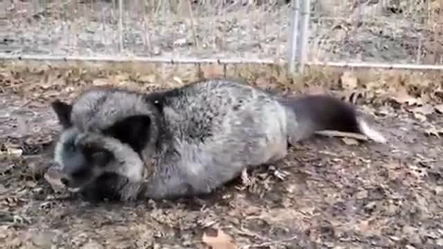 a funny video,the fox will hesitate))