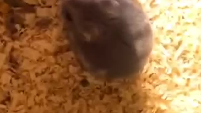 My hamster is so cute