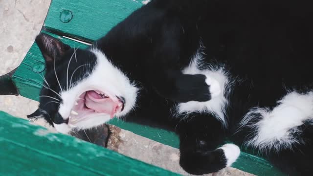 Funniest Cats