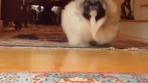 This dog's hair is so fluffy