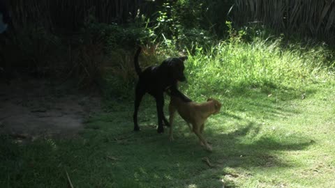 Dog walking in jungle