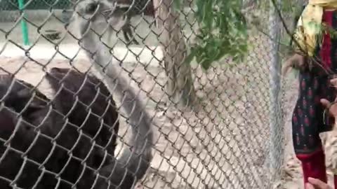 Kids playing with ostrich