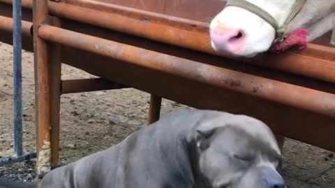 That's why dogs are the most incredible creatures in the world.