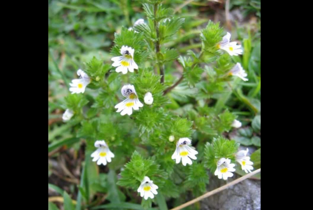 Eufrásia ( Euphrasia officinalis ) serve para conjuntivite, rinite e sinusite
