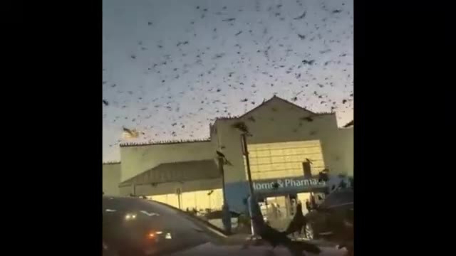 Amazed! A large number of blackbirds gather in a shopping mall in Texas, USA