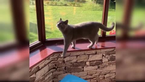 Funny Kitten Walk Fail