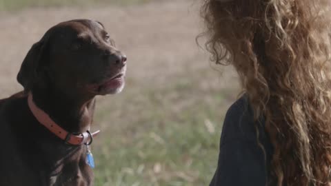 the excellent dog training ,Training Techniques