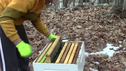 My Bees Died Now What | Beekeeping | Beehive 2