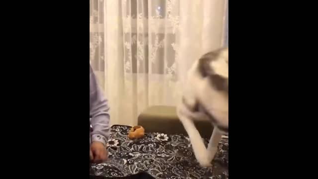 Funniest Cats And Dogs - Best Of The 2022 Funny Animal Videos.#54