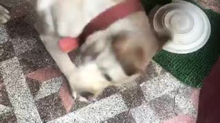 White dog sneezes next to owner