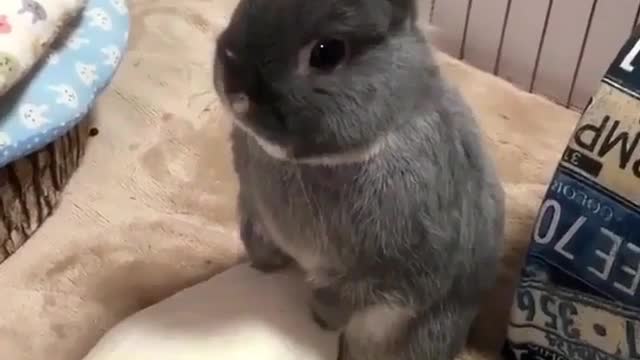 Rabbit, what do you smell