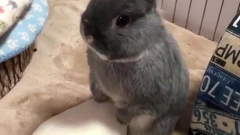 Rabbit, what do you smell