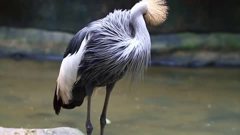 Bird cleaning their long feathers