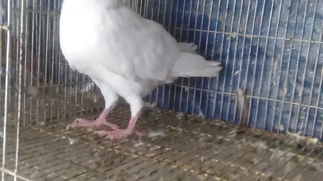 My White German Beauty Homa Running Male Chicks