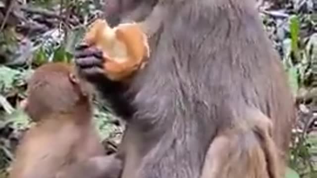 Hand Feeding Hungry Old Monkeys