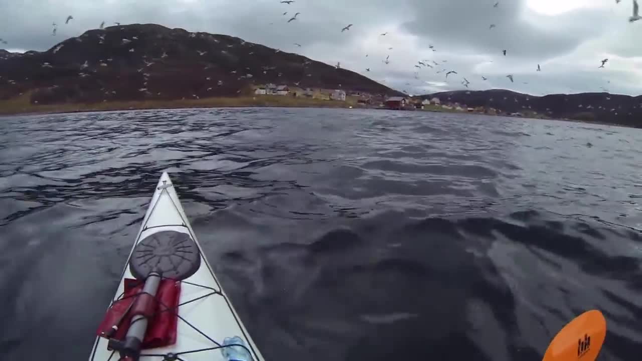 Kayakers Find Themselves In Midst Of Orca Feeding Frenzy