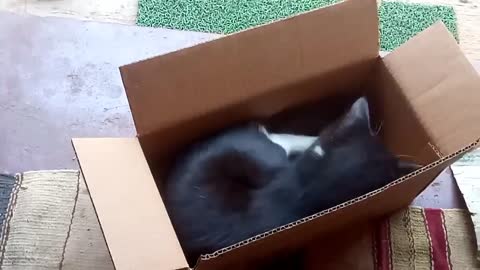 Baby cat plays with box