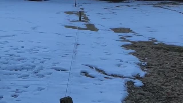 Labrador fails to jump over fence snowy field