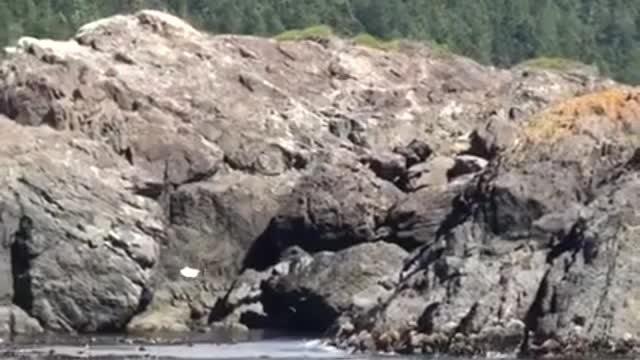 Bald Eagle Snatches a Fish