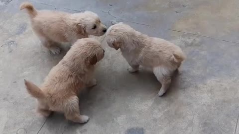 CUTE LITTLE GOLDEN RETRIEVER PUPPY BROTHERS SALUTE EACH OTHER