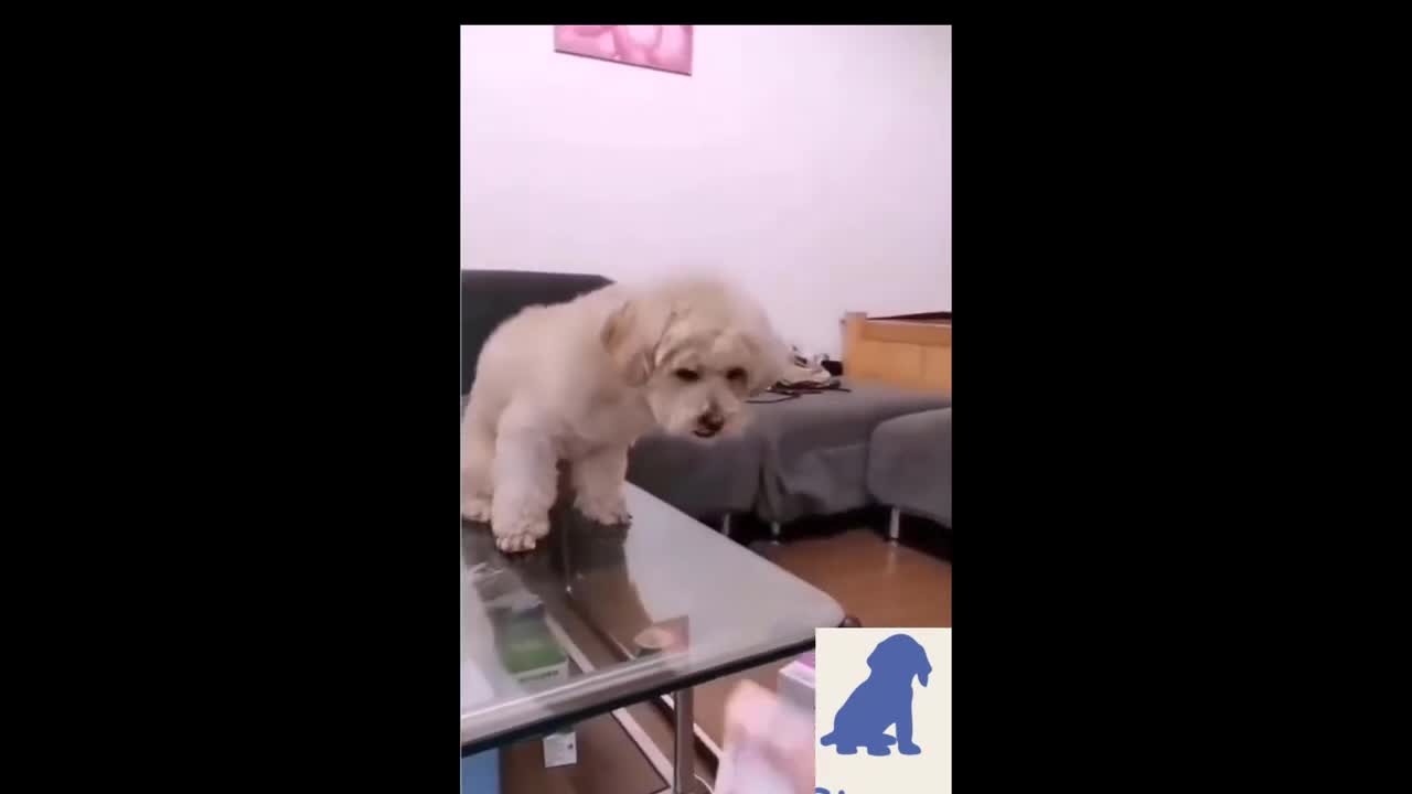 Latest funny Dog videos of 2021
