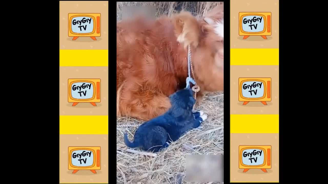 Quick Videos Of Funny And Cute Pets #15