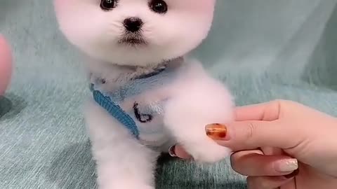 Baby Dogs - Cute and Funny Dog Videos