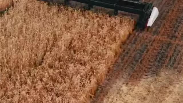 Wheat Harvesting Summer 2021