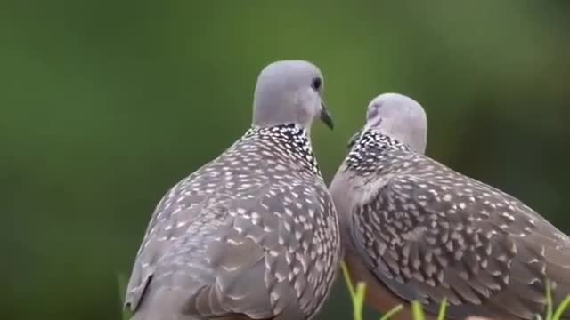 Birds lovely family