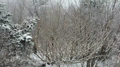 snow covered mountains