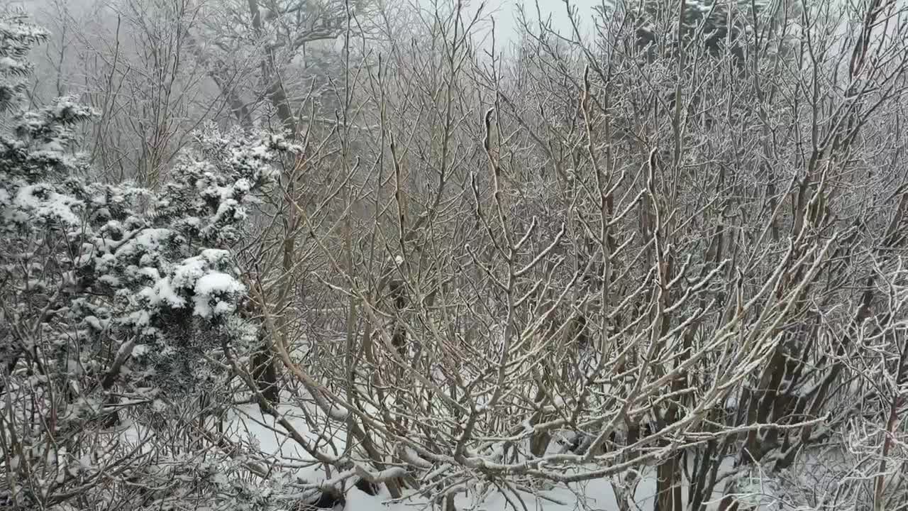 snow covered mountains