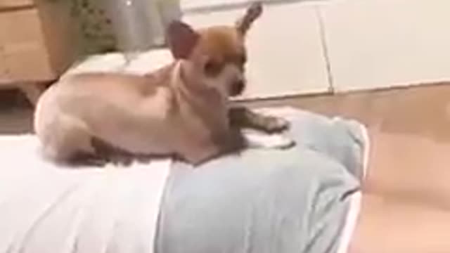 Girl Fart To His Dog Laughing Unlimited