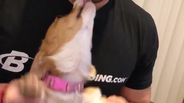 Beatboxing Corgi
