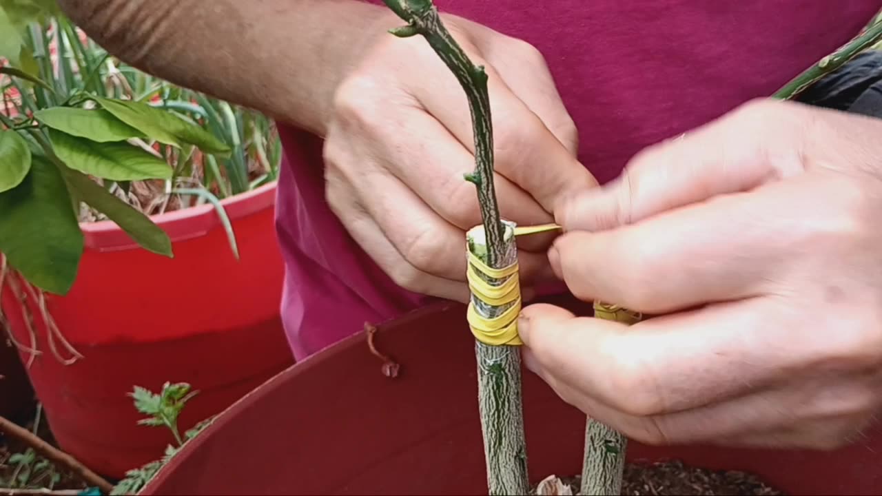 Making oranges from lemons!?!