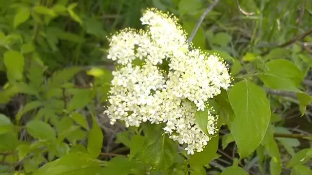 Viburnum Lentago