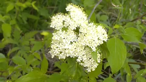 Viburnum Lentago