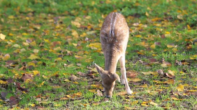 A fawn bent its head to graze in the meadow