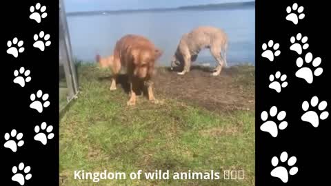 Dog finds rock at the bottom of the lake, instantly becomes his favorite toy😍😍