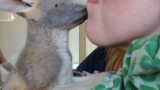 Baby Kangaroo Gives Lady Kisses