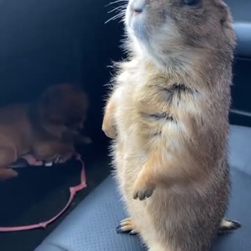 How cute is this little guy? 😍