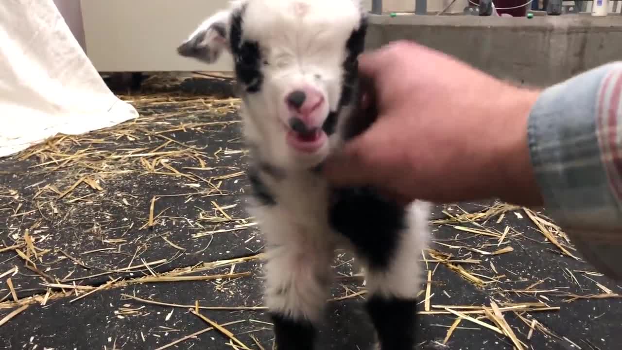 Baby Goat Making The Cutest Noise.