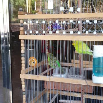 Funnu two birds in the cage /how to eating