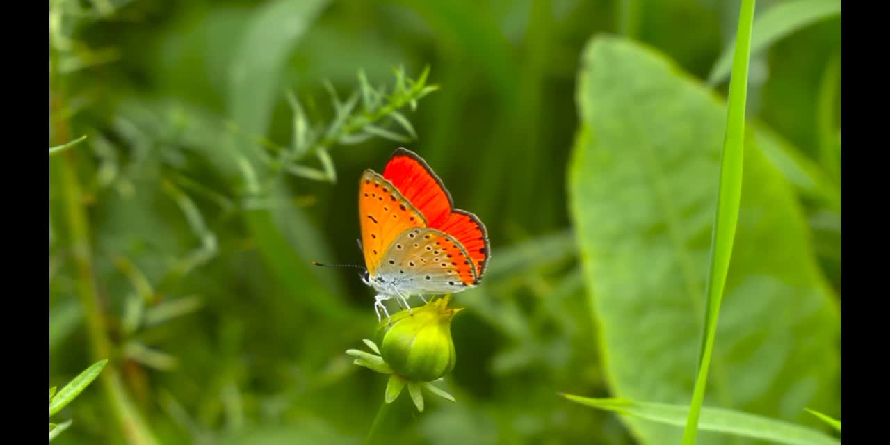 butterfly 2