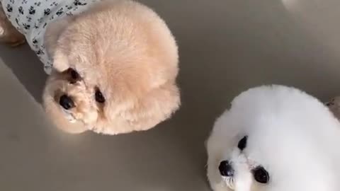 Cute and adorable puppies