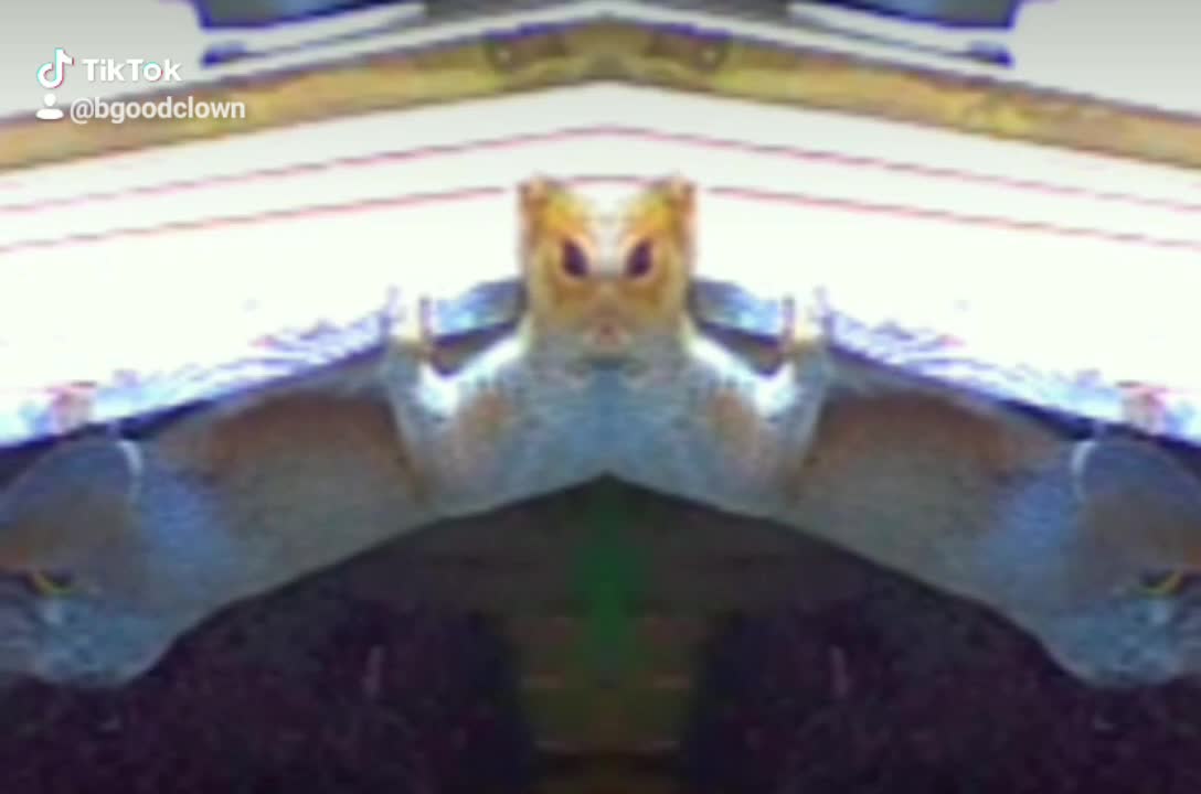 Squirrel Video Art with Mirror Function. Odd Extra Creature Optical Illusion.