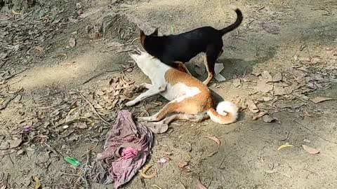 DOG Fight || Dog meeting || Cute pet Animal